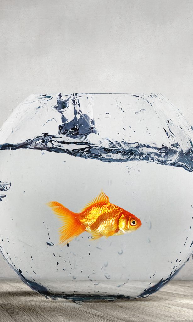 Working in a Fishbowl: Practical Challenges for Public Sector Employees